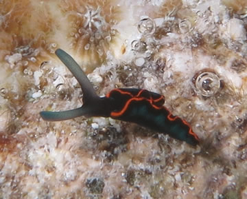 A tropical nudibranch (or sea slug) Thuridilla hoffae that was identified using a Facebook group.